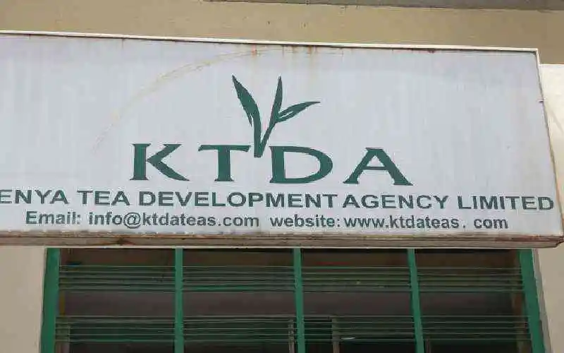 Government Orders Audit of KTDA Tea Factory Loans Over Low Bonus Payouts