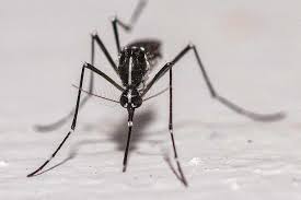 Iceland Records Mosquitoes for the First Time in History