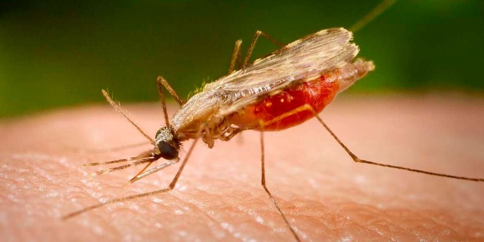 Scientists Target Malaria Parasite’s Secret Defence System in Breakthrough Research