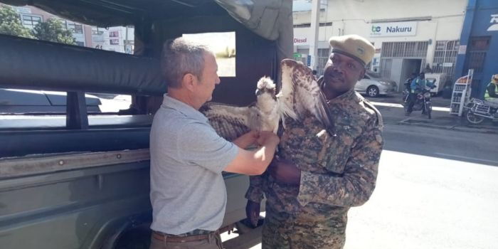 Russian Osprey Rescued in Siaya, Kenya by Local Fishermen