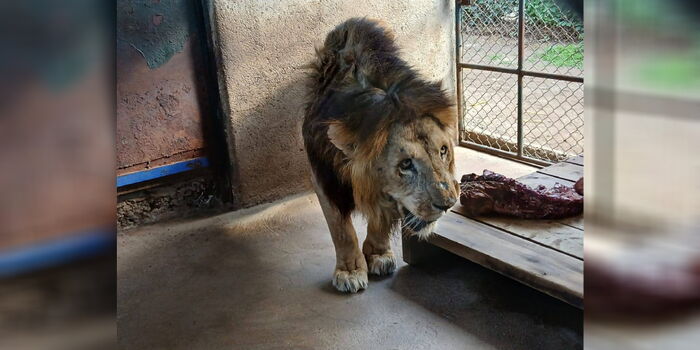 KWS Clarifies Health of Ailing Lion Lamu After Viral Video Sparks Concern