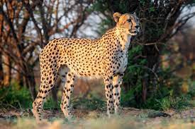 Kenya to Translocate 8-10 Cheetahs to India by 2026