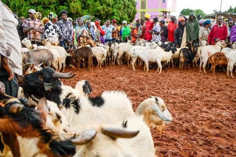 Ruto Allies Splash Ksh6M at Mbeere North Goat Auction to Boost UDA Candidate