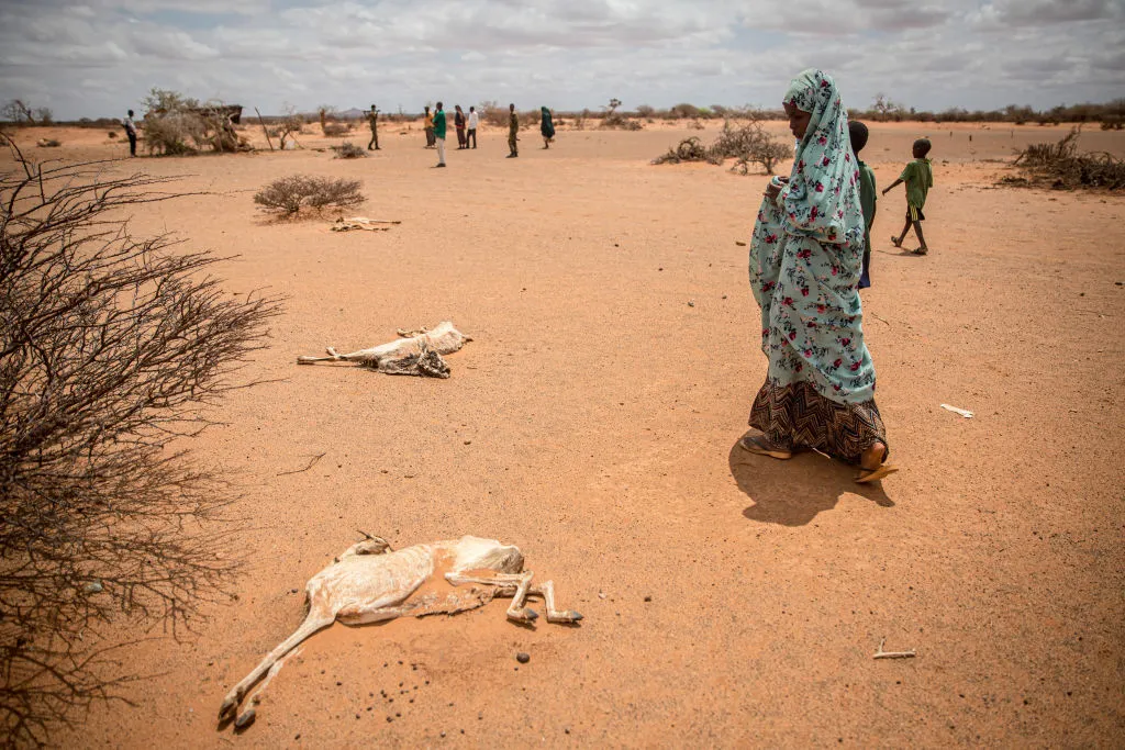 Somalia Drought: Amnesty Criticizes Global Inaction
