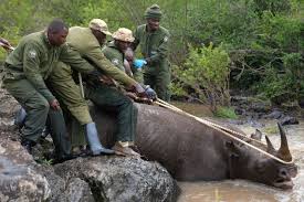 Kenya Launches Largest Black Rhino Tagging Exercise in History